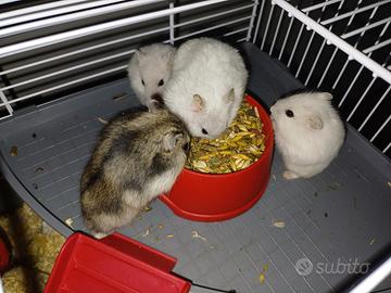 Criceti nani e criceti dorati