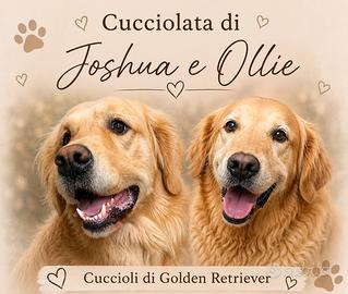 Animali golden retriver