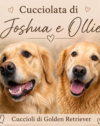 Animali golden retriver