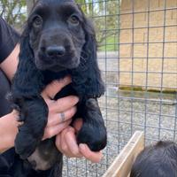 Cuccioli Cocker Spaniel neri
