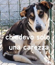 Terry 6 anni 15 kg
