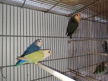 Inseparabili coppie riproduttive