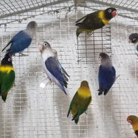 Inseparabili ( Agapornis fischeri e personatus)