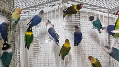 Inseparabili ( Agapornis fischeri e personatus)