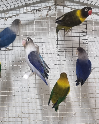 Inseparabili ( Agapornis fischeri e personatus)