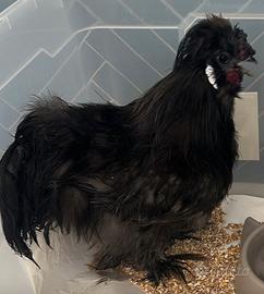 Gallo moroseta