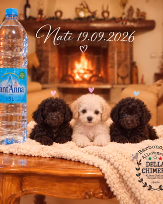 Cuccioli barboncini Toy Nano NERO-BIANCO/CHAMPAGNE