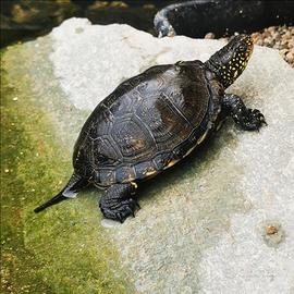 1.2 emys orbicularis