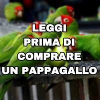 Pappagallo