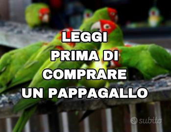Pappagallo