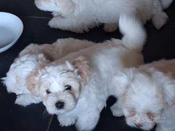 Maltese