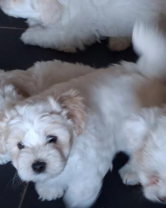 Maltese