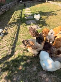 Gallo Moroseta Regal0