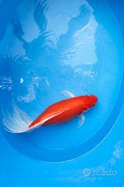 Carpe per laghetto koi