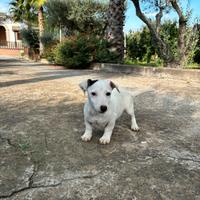 Cuccioli di jack Russell