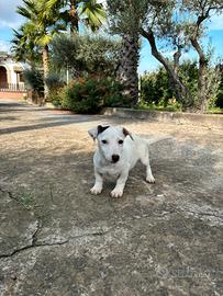 Cuccioli di jack Russell