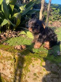 Maschietti di Yorkshire