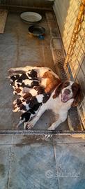 Cuccioli di springer spaniel inglese