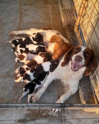 Cuccioli di springer spaniel inglese