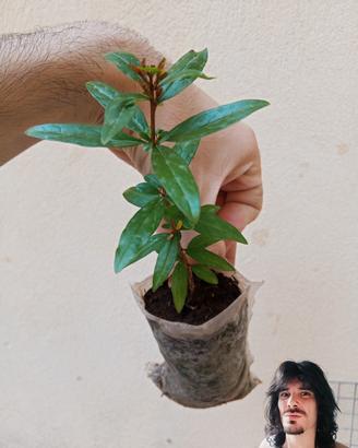 piantina di Melograno 