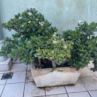 Pianta con vaso in pietra