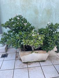 Pianta con vaso in pietra