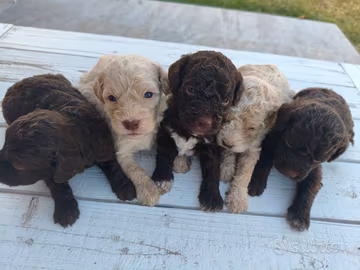 Cuccioli di Lagotto Romagnolo con Pedigree