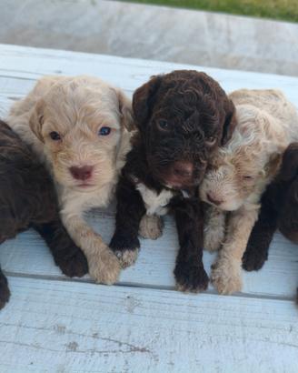 Cuccioli di Lagotto Romagnolo con Pedigree