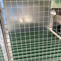 Gabbia per conigli con ruote