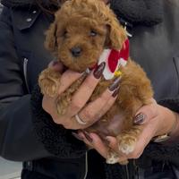 Fiocchetto il barboncino mini toy