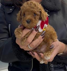 Fiocchetto il barboncino mini toy