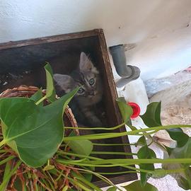 Gattino 2+mesi