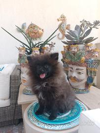 Spitz di Pomerania con pedigree ENCI 