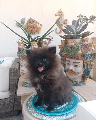 Spitz di Pomerania con pedigree ENCI 