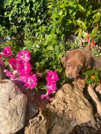 Maschietto di bassotto pelo lungo