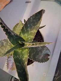 pianta grassa aloe maculata 