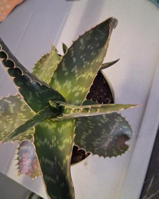 pianta grassa aloe maculata 
