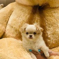 Cucciolo di chihuahua