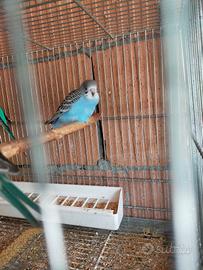 Parrocchetti australiani cocorite 