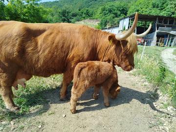 Vacca highlander con vitello