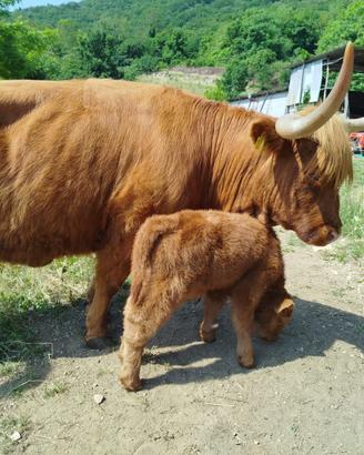 Vacca highlander con vitello