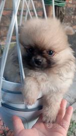Spitz volpino di Pomerania tedesco nano