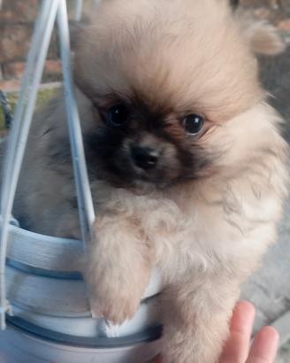 Spitz volpino di Pomerania tedesco nano
