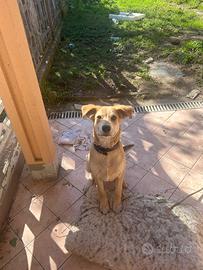 Cucciolo di 4 mesi