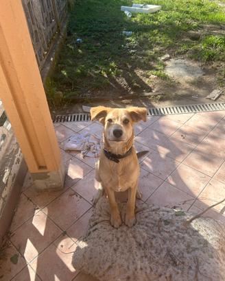 Cucciolo di 4 mesi