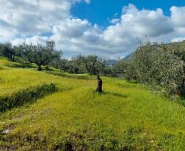 Terreno agricolo con Uliveto