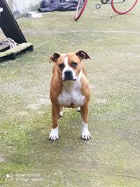 Amstaff femmina