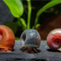 Re.galo lumache planorbarius planorbella acquario