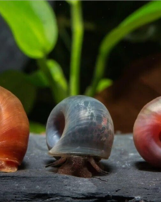 Re.galo lumache planorbarius planorbella acquario