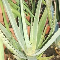 pianta aloe vera radicata